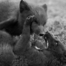 Playing young polar foxes